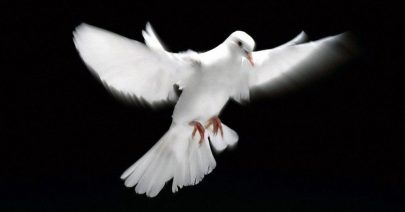AscendingDove-16x9x144