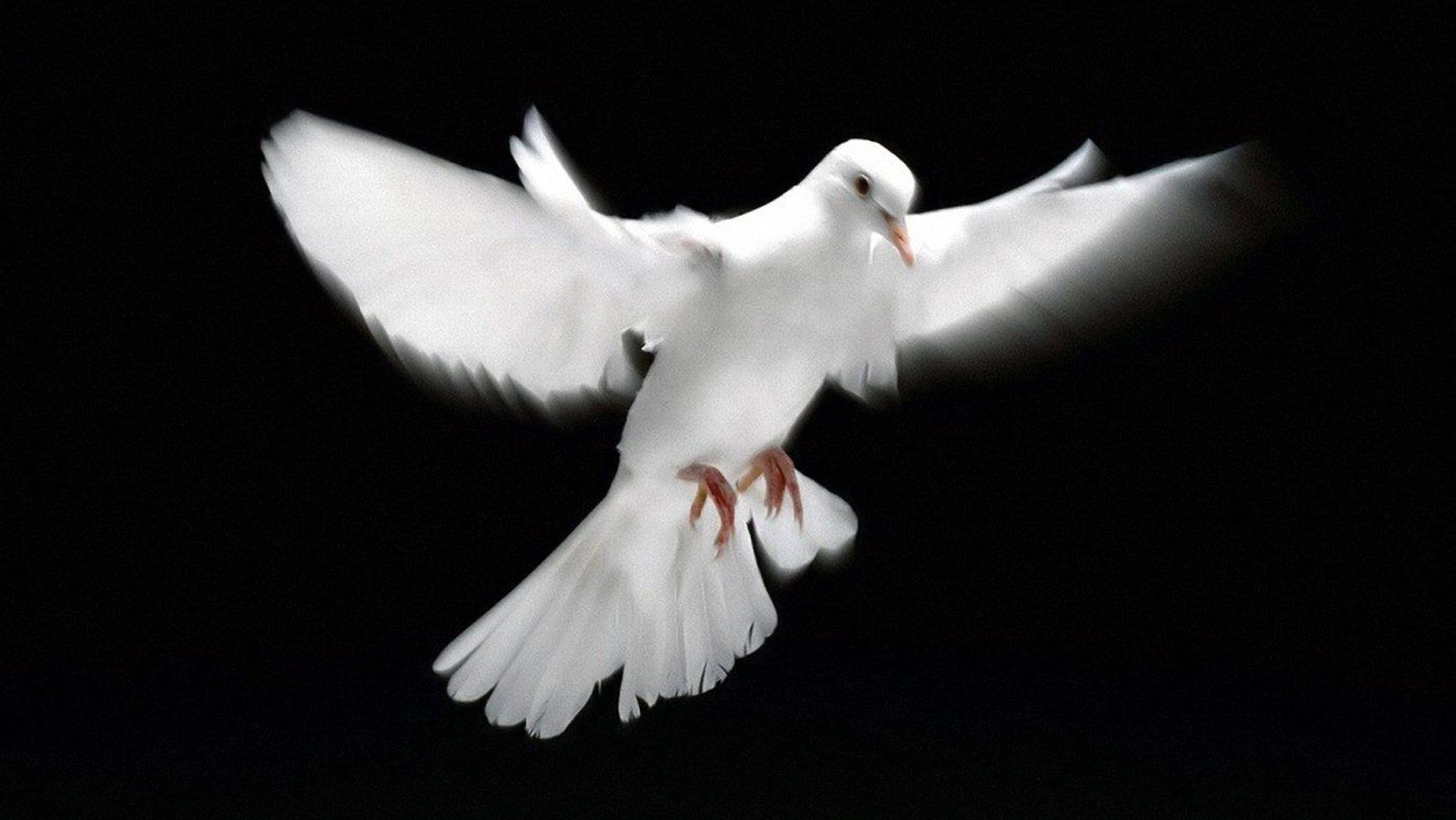 AscendingDove-16x9x144